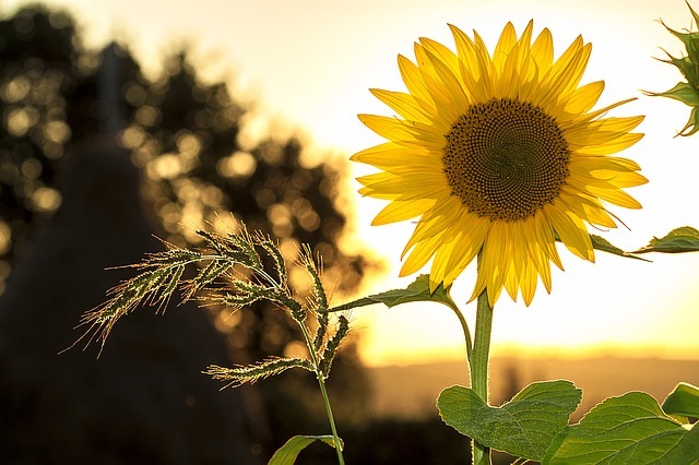 Sonnenblume Foto Sonnenblume